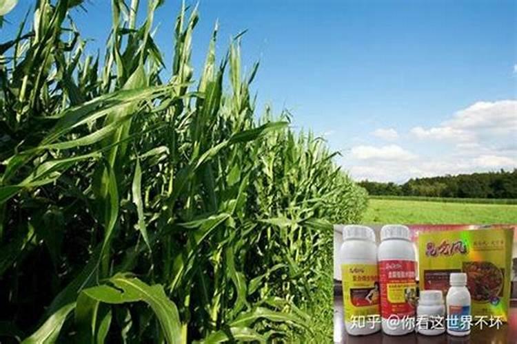磷酸二铵能喷施玉米吗视频？