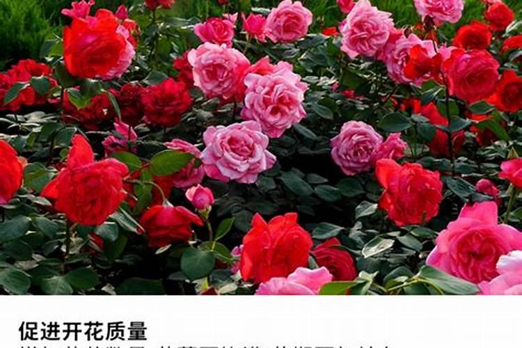 贵州农业用尿素厂家 真诚推荐