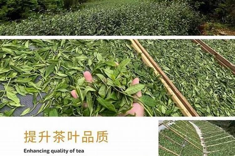 农田种茶要注意要掌握哪些技术？