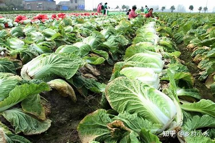 氮肥的作用有哪些？使用时需要注意什么？