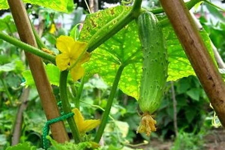 叶面肥花期可以喷施吗