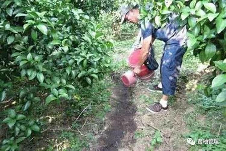 水稻氮肥施用过量了有什么后果？