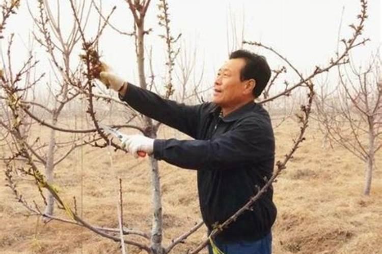 开春大樱桃第一次喷什么药好