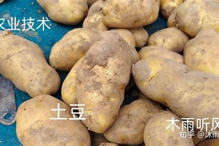 土豆最后一次施肥什么时候 如何追肥才能高产