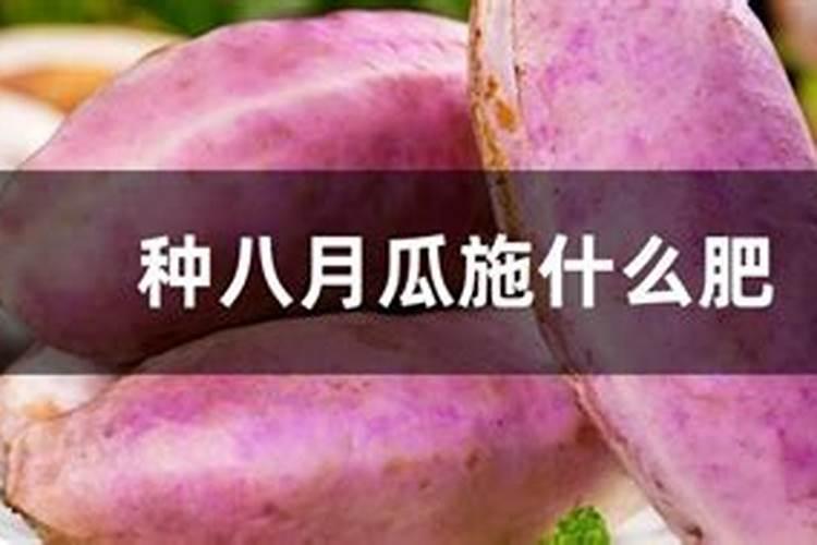 八月瓜施肥方法 有什么施肥的办法