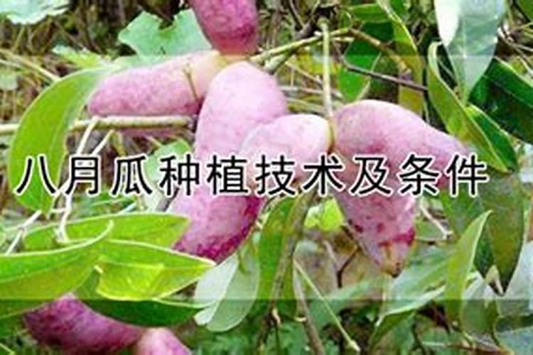 种八月瓜施什么肥