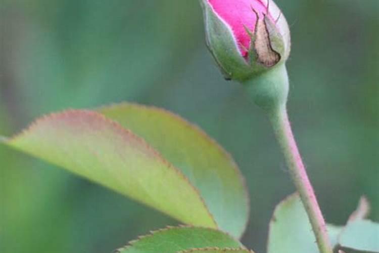 月季长花苞后怎么施肥