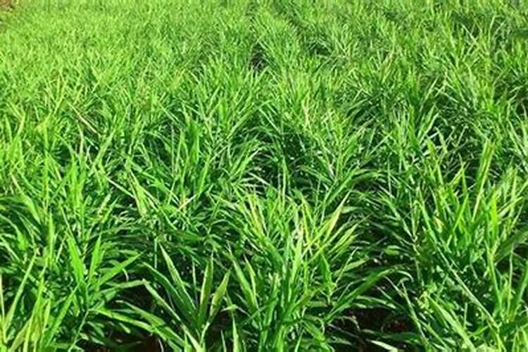 种生姜用什肥料做追肥好
