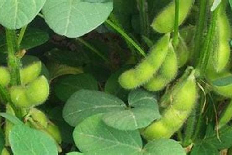 种毛豆到底要不要施肥