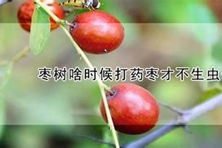 冬枣脱青慢,如何解决？