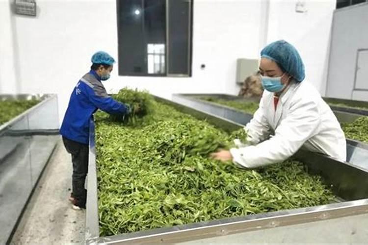 以下哪一个是,唐菖蒲、水仙、慈姑、香蒲是鳞茎繁殖？