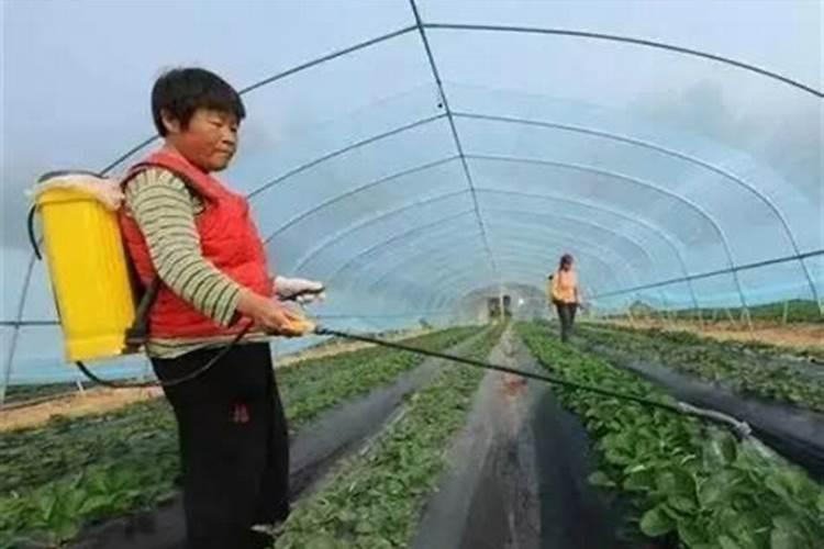 种菜一平米用多少有机肥