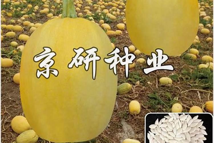 大樱桃树花蕾期打什么药能提高坐果率