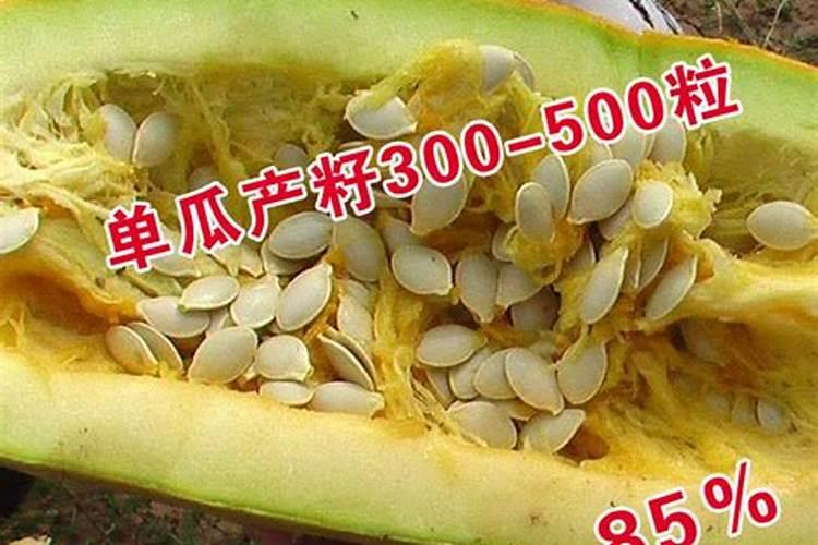 西葫芦落花落果了究竟是什么原因？该怎么办啊？