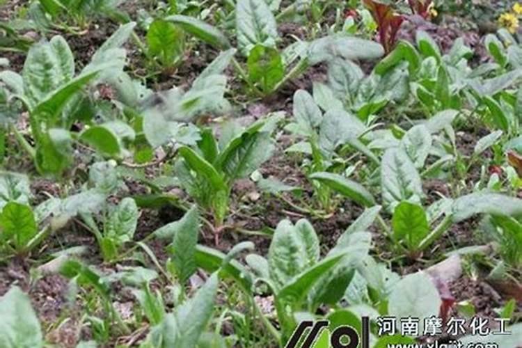 菠菜能抗零下几度低温不冻死(对耐寒温度的要求)