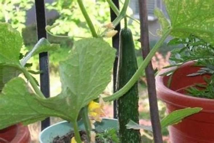 玫瑰花怎么施肥,玫瑰花施氮磷钾肥最为合适