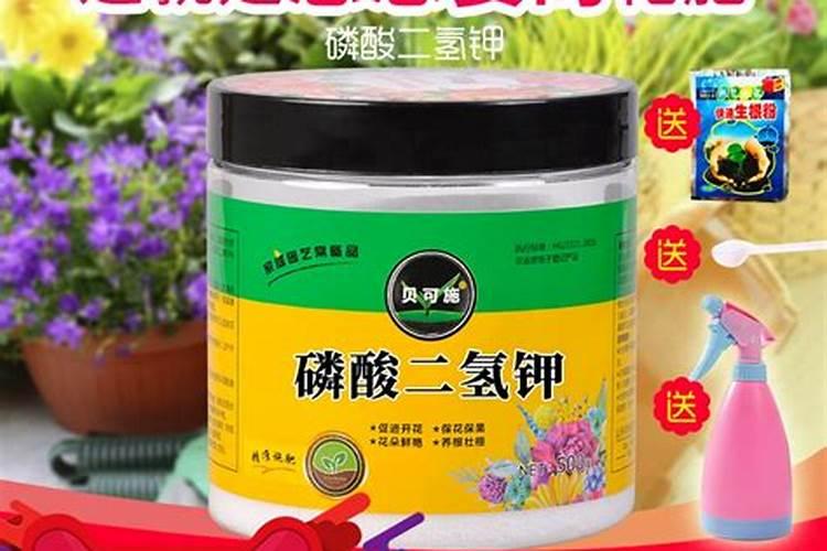 香妃茶花花期半个月施一点磷肥可以吗？