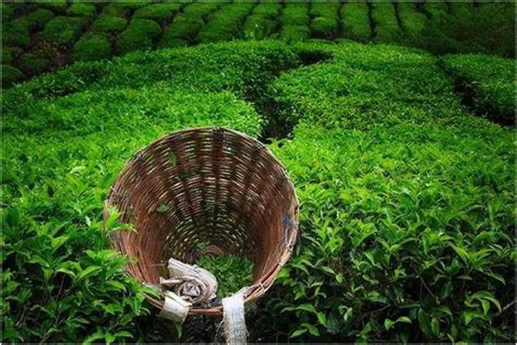 有机茶园的土壤管理与施肥