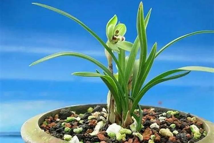 兰花什么时候施肥最好 兰花施肥用什么肥最好(氮磷钾肥)