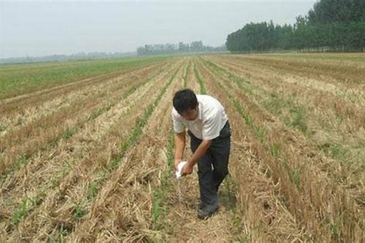 1000公斤产量玉米需氮磷钾量