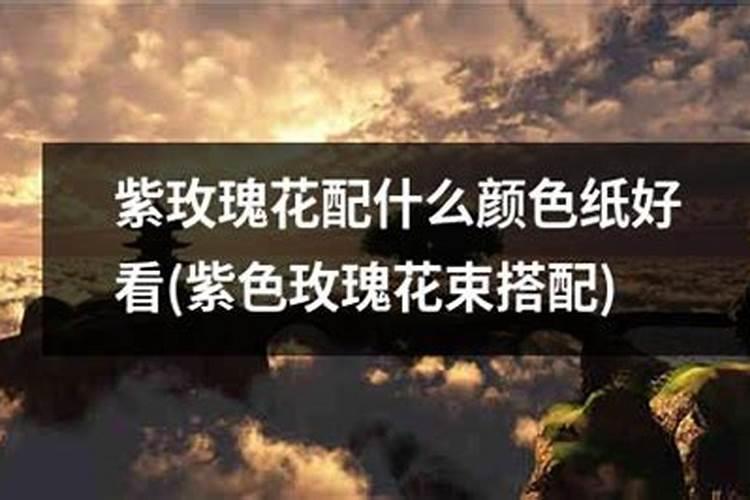 千屈菜花期