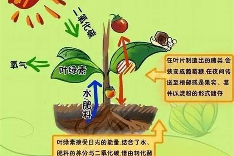 如何正确使用生物菌肥