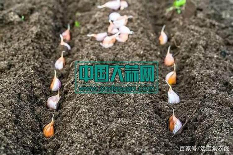 柑橘防冻最有效措施