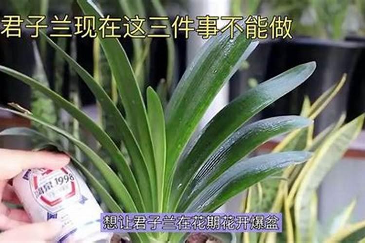君子兰如何施肥磷酸二氢钾肥料