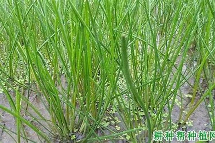 大蒜需要锌和硼肥吗？