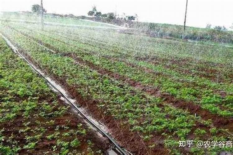 关于樱桃开春到采摘水肥管理问题？