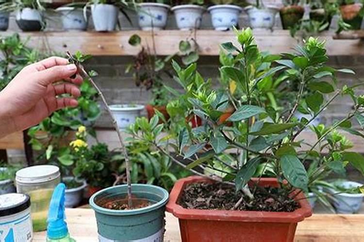 栀子花要用什么肥