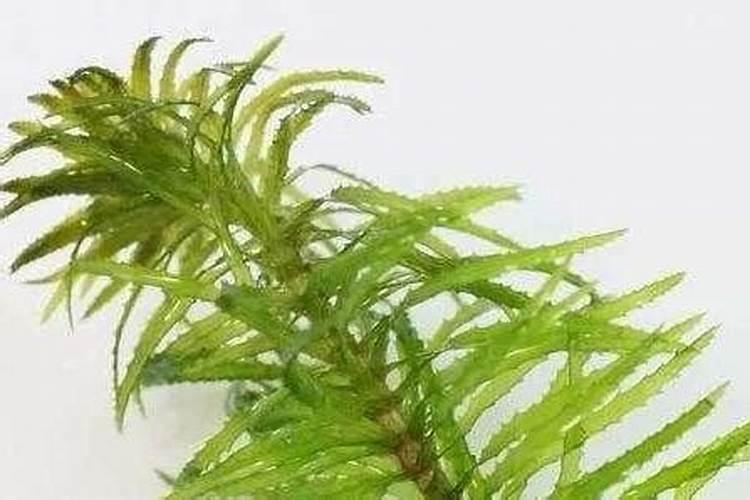 蜈蚣草怎么养能粗壮 蜈蚣草养殖方法和注意事项