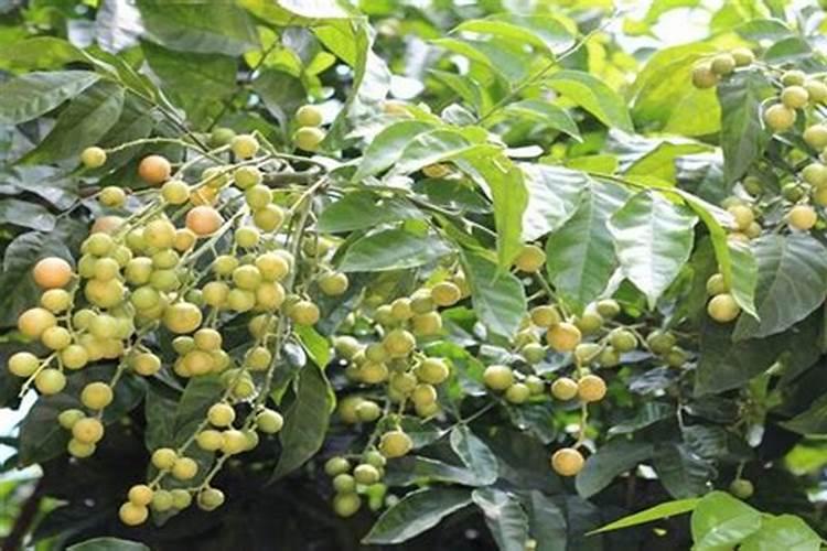 黄皮果施什么肥最好