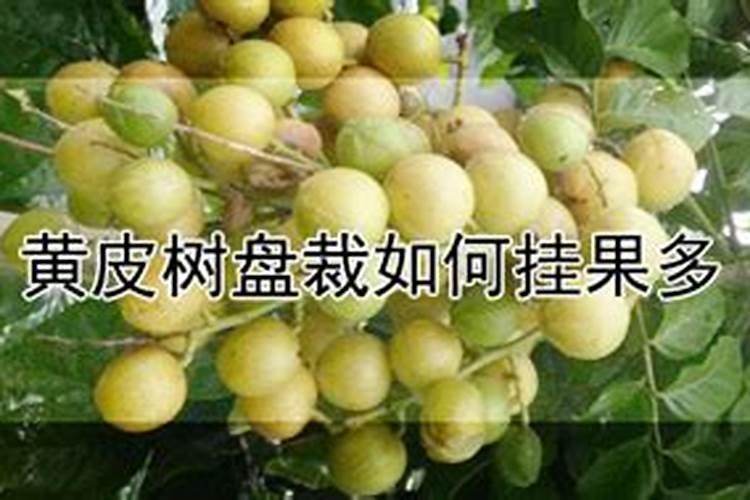 黄皮果如何施肥