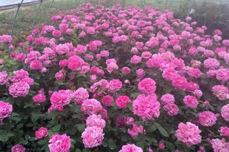磷酸二氢钾浇月季花使用方法
