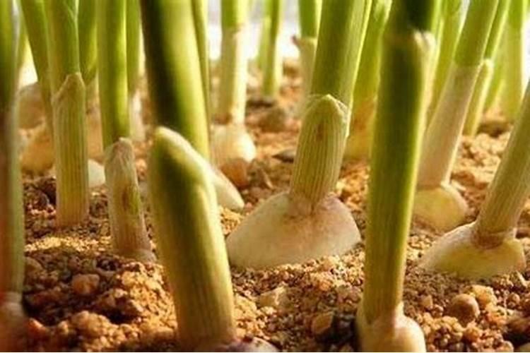 种大蒜用什么肥料好？
