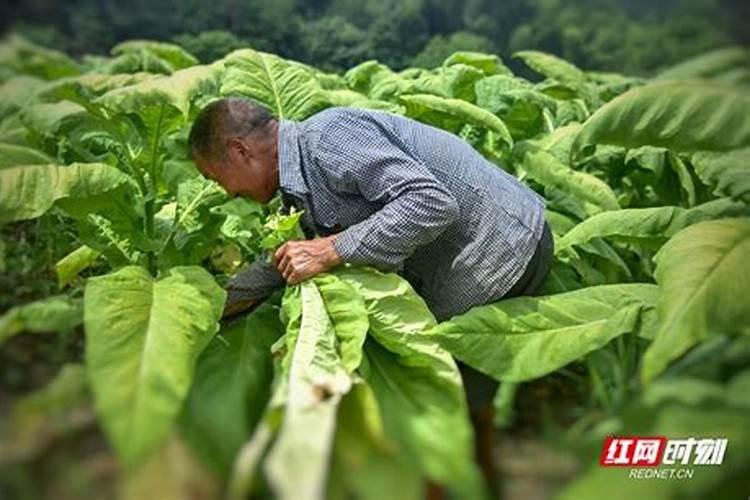 烟草种植技术有哪些 烟草种植需要注意的四点知识介绍