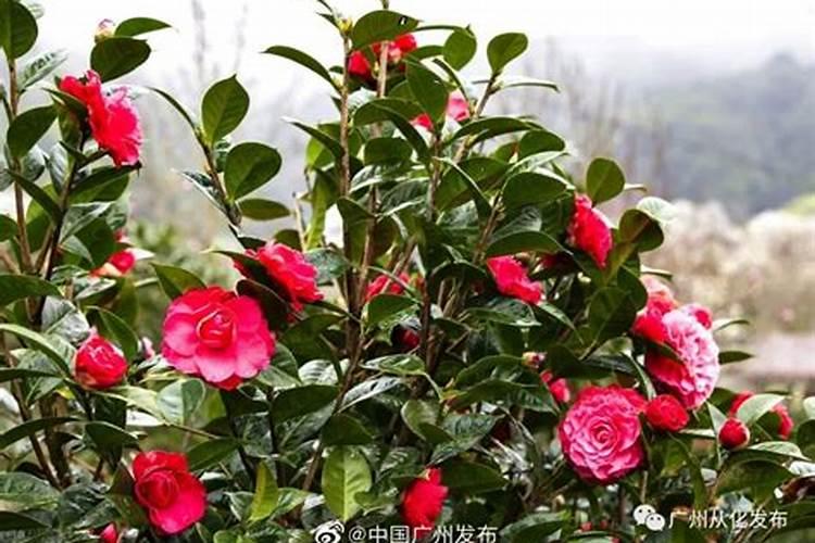 盆栽山茶花怎么修剪,什么时候修剪(茶花需要修枝吗？)