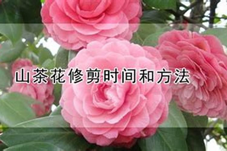 山茶花花期多长时间,怎么浇水施肥和管理