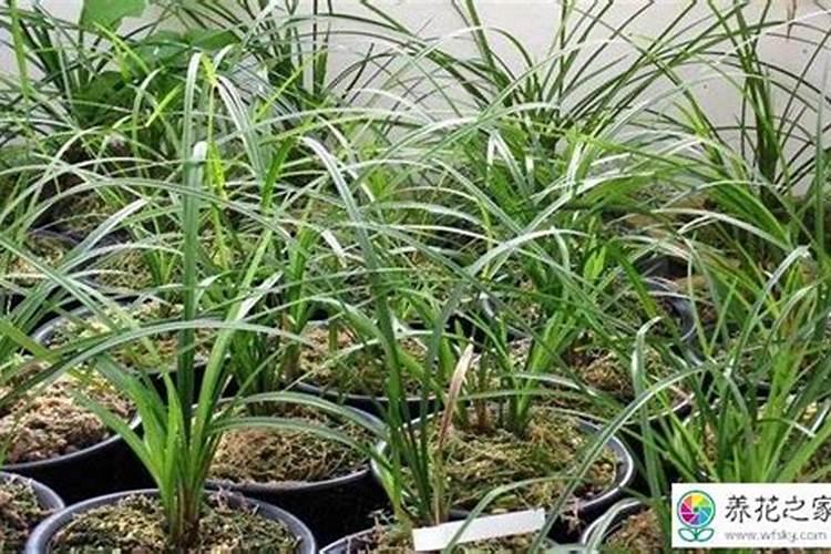 撒菜籽一亩用几两
