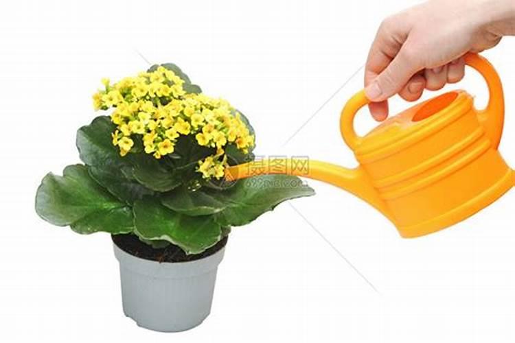 新疆棉花底肥施用用量