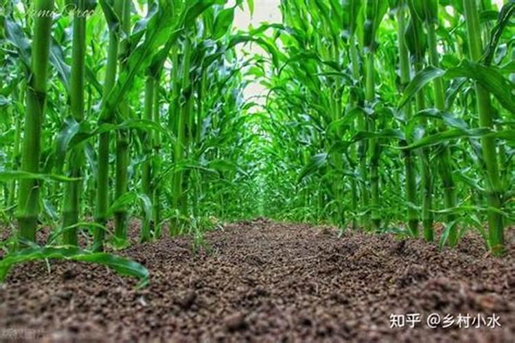 请问请问？新疆棉花基肥施肥是什么肥？