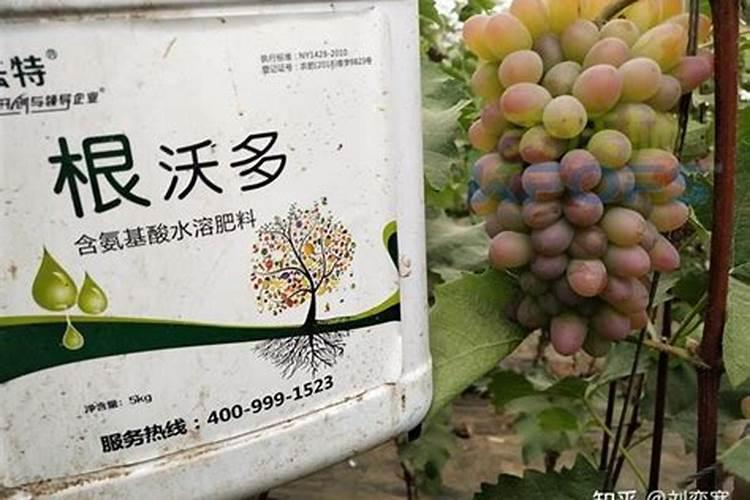 葡萄补钙最佳时间(给葡萄补钙什么钙肥最)
