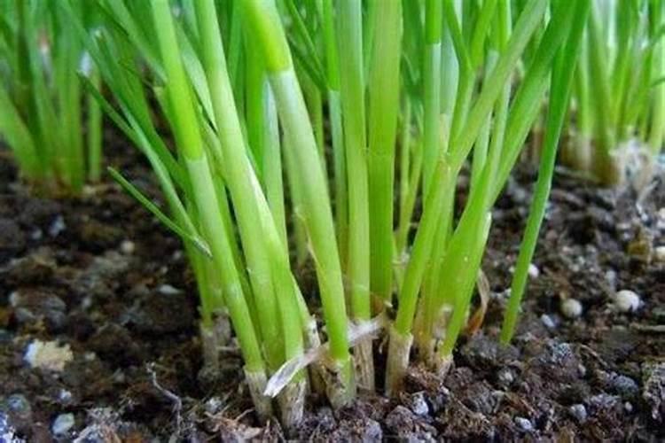 韭菜追肥用什么肥料？