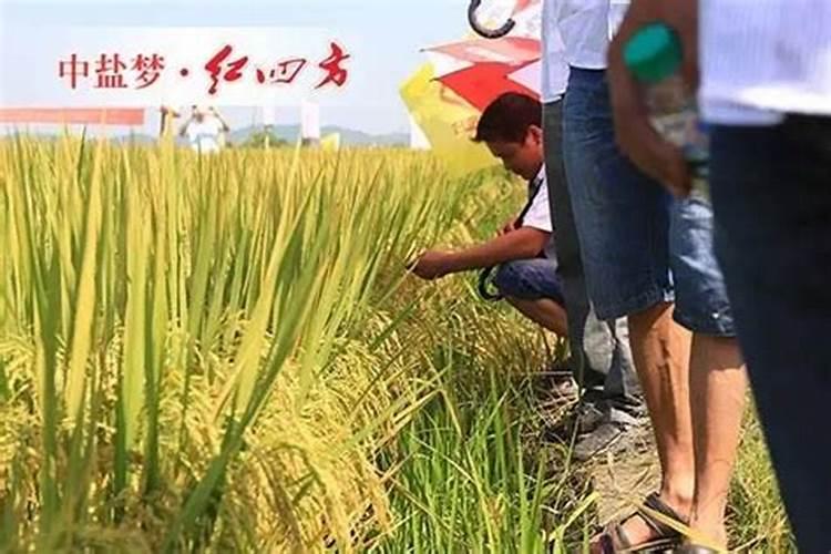 大樱桃树施什么肥？