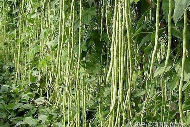 豇豆高产种植管理要点
