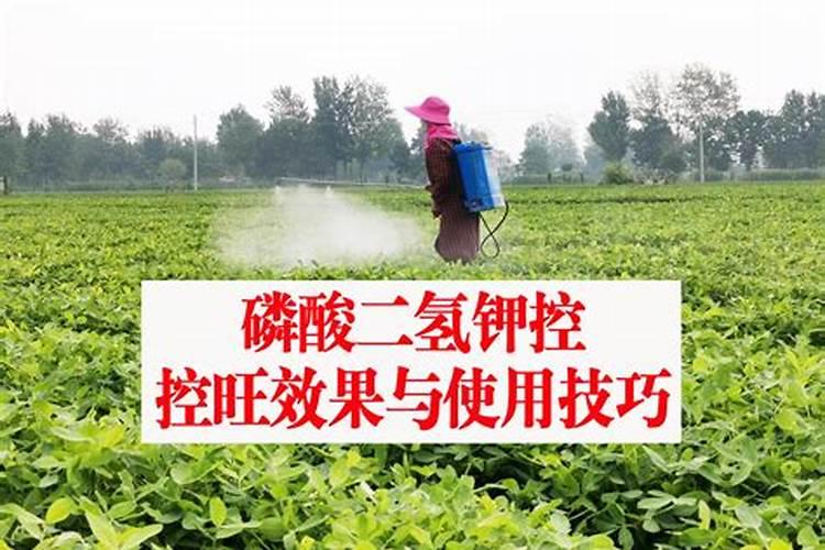 铁皮石斛用什么肥料好 怎么施肥