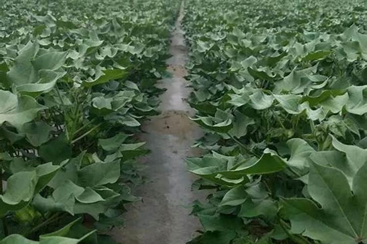 凤庆县三宁茶业有限责任公司怎么样