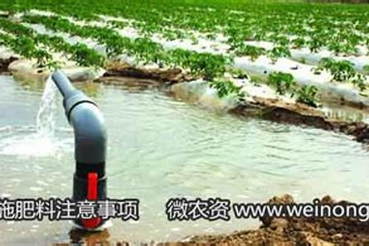 野生猴桃要怎么种植化肥焼根怎样救治？