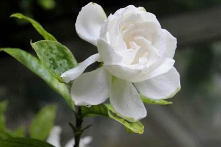 栀子花什么时候施肥